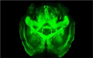 Трехмерное изображение «очищенного» методом CLARITY мозга (вид снизу; вентральная половина).