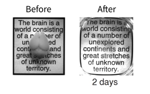 Интактный мозг взрослой мыши до и после двухдневного процесса CLARITY. На снимке справа тонкие структуры мозга едва различимы как размытые области над словами «number», «unexplored», «continent» и «stretches».