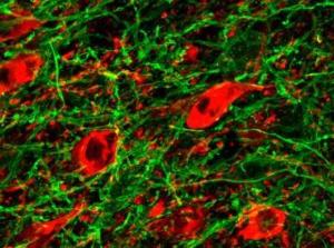 Дофаминергические нейроны (красные) и ГАМК-эргические волокна (зеленые) в вентральной части среднего мозга.