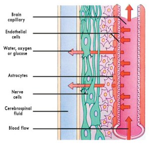 Содержащиеся в крови вещества проходят через гематоэнцефалический барьер после специальной проверки. Эндотелиальные клетки стенок капилляров выстраивают буквально непреодолимое препятствие. Любое вещество может достичь клеток мозга, только если сможет пройти через ГЭБ.