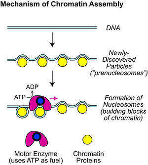 Механизм сборки хроматина согласно новым представлениям – с учетом образования пренуклеосом.