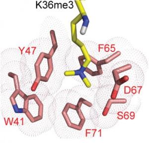 Для взаимодействия с H3K36me3 – химическим маркером активного состояния генов – polycomb-подобные белки используют аминокислотную группу.