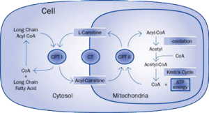 Карнитин – дипептид, состоящий из двух аминокислот – лизина и метионина. Одной из основных функций карнитина является его интегральная роль в производстве энергии. Карнитин необходим для транспорта длинноцепочечных жирных кислот в митохондрии клеток, где жирные кислоты принимают участие в окислительных реакциях, генерирующих энергию в форме АТФ. Чтобы жирные кислоты могли попасть в митохондрии, они должны быть химически связаны с карнитином эфирными связями. Эти соединения – сложные эфиры – переносятся в митохондрии специальными митохондриальными транспортными белками. В митохондриях они разбиваются на короткоцепочечные и среднецепочечные жирные кислоты. Затем высвободившийся в митохондриальном матриксе карнитин связывается с этими короткоцепочечными и среднецепочечными жирными кислотами и выводит их из митохондрий. С энергетической точки зрения от этой функции карнитина зависят клетки всех тканей организма, за исключением клеток головного мозга. С возрастом тканевые уровни карнитина падают, снижая эффективность производства энергии митохондриями.
