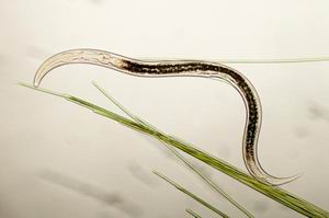 Круглый червь Caenorhabditis elegans