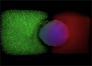 Клеточный блок: кластер стволовых клеток заключен в два различных материала: желатин (слева) и (полиэтиленгликоль) справа. Первый материал стимулирует дифференциацию стволовых клеток в клетки кровеносных сосудов.