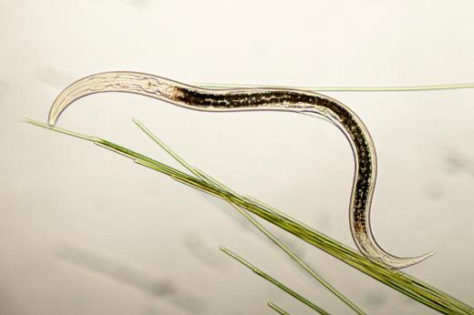 Червь-нематода Caenorhabditis elegans