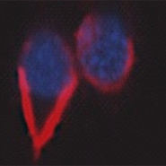Зеркальная микроРНК (красная) экспрессируется в нейронах гиппокампа (ядра показаны синим).