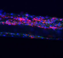 Биологические нити: микронити толщиной с человеческий волос, засеянные стволовыми клетками (красные и синие), могут помочь восстановить поврежденную ткань сердца.