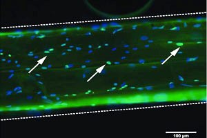 Стволовые клетки на отдельной микронити. Клетки, светящиеся зеленым, находятся в процессе деления.