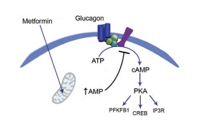 Предложенная модель: метформин проникает в клетку и действует на митохондрии, вызывая повышение уровней AMP. Повышенные клеточные уровни AMР подавляют мембранный фермент аденилатциклазу, что приводит к снижению клеточного уровня сАМР и подавлению активации протеинкиназы А (PKA) и отмене фосфорилирования ее белковых мишеней.
