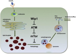 Фосфатаза Wip1, известный негативный регулятор Atm-зависимого сигналинга, играет ведущую роль в регуляции развития ожирения и атеросклероза у мышей, а именно, дефицит Wip1 предотвращает развитие обоих заболеваний. При атеросклерозе удаление Wip1 приводит к подавлению трансформации макрофагов в пенистые клетки, предотвращая тем самым образование атеросклеротических бляшек. Этот процесс, как представляется, независим от p53, но основывается на неканоническом Atm-mTOR сигнальном пути и на избирательной аутофагии в регуляции выведения холестерина. Ученые полагают, что Wip1-зависимая регуляция аутофагии и выведения холестерина может открыть новые возможности в лечении ожирения и атеросклероза. (Рис. cell.com/cell-metabolism)