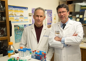 Джеффри М. Арбайт (Jeffrey M. Arbeit), MD, (слева) и Дэвид Т. Кьюриел (David T. Curiel), MD, PhD, и их коллеги разработали вирусный вектор, мишенью которого являются аномальные кровеносные сосуды опухолей. Эта разработка открывает новые возможности в использовании генной терапии в области онкологии и для лечения других заболеваний, характеризующихся поражением сосудистой сети.