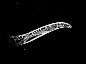 Круглый червь Caenorhabditis elegans живет дольше, если получает ниацин.