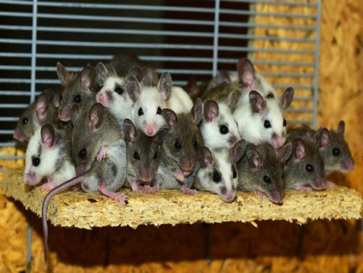 По мере старения у мышей, как и у всех млекопитающих, снижается способность к регенерации определенных органов (таких как печень и почки) и мышц (включая сердце). С этой точки зрения действие никотинамида рибозида может быть описано как восстанавливающее.