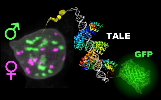 Зеленый флуоресцентный белок (GFP) связан с одним из TALE-белков, связанным, в свою очередь, с последовательностью ДНК.