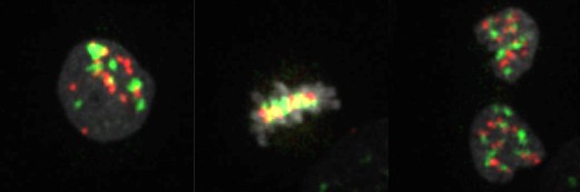 Отцовские гены помечены красным флуоресцентным белком (RFP), материнские – зеленым флуоресцентным белком (GFP), что позволяет в режиме реального времени наблюдать за мужскими и женскими генами в процессе деления клетки.