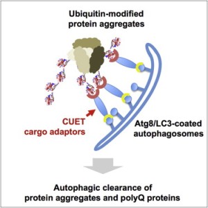 Селективная убиквитинзависимая аутофагия играет ключевую роль в элиминации белковых агрегатов, скоплений и органелл и противодействует цитотоксичности белков, связанных с нейродегенеративными заболеваниями. После субстратного убиквитилирования груз доставляется в аутофагосомы с участием таких адаптеров, как человеческий p62, которые связывают убиквитин и аутофагосомальный убиквитиноподобный белок Atg8/LC3. Однако существуют ли подобные пути у низших эукариот, оставалось неясным. Проведя скрининг дрожжевых клеток, ученые идентифицировали новый класс убиквитин-Atg8 адаптеров, названный CUET-белками, включающий в себя убиквитин-связывающий белок Cue5 с CUE-доменом у дрожжей и его человеческий гомолог Tollip. Cue5 взаимодействует с убиквитинлигазой Rsp5, и соответствующие дрожжевые мутанты накапливают имеющие тенденцию к агрегации белки и предрасположены к экспрессии белков PolyQ. Аналогично, снижение уровня Tollip повышает цитотоксичность, обусловленную PolyQ белками, в то время как гиперэкспрессия Tollip очищает человеческие клетки от связанных с болезнью Хантингтона белков PolyQ за счет аутофагии. Исследователи полагают, что CUET-белки играют важнейшую роль в устранении посредством аутофагии цитотоксичных белковых агрегатов и являются эволюционно древними.