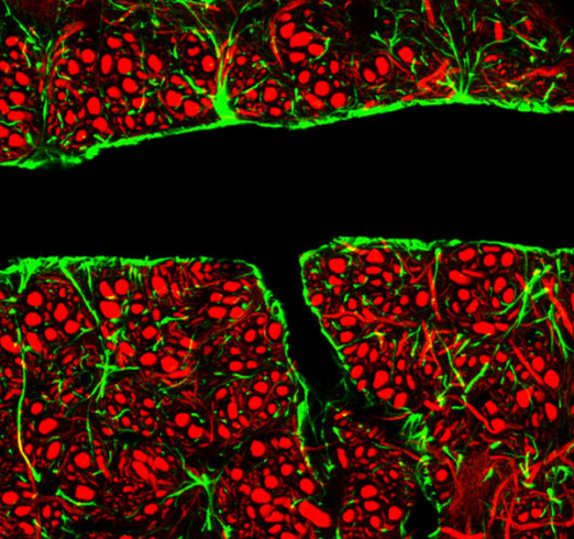 Кровеносный сосуд мозга, клетки стенок которого (зелёные) отличаются очень плотными межклеточными контактами.