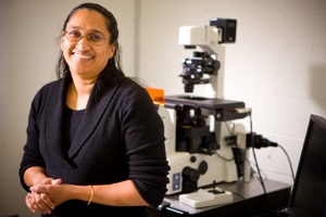 Научный сотрудник Университета Буффало Шермали Гунавардена (Shermali Gunawardena), PhD, рассчитывает использовать наночастицы ORMOSIL для доставки лекарственных препаратов в нейроны головного мозга.