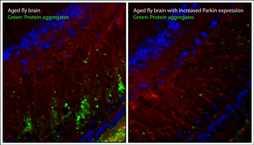 В процессе старения паркин оказывает нейропротекторный эффект. На фото меньшее количество белковых агрегатов (зеленые) накапливается в мозге старых плодовых мушек при повышенной экспрессии гена паркина (справа). (Красным показан F-актин – цитоскелет клетки, синим – ядра клеток).