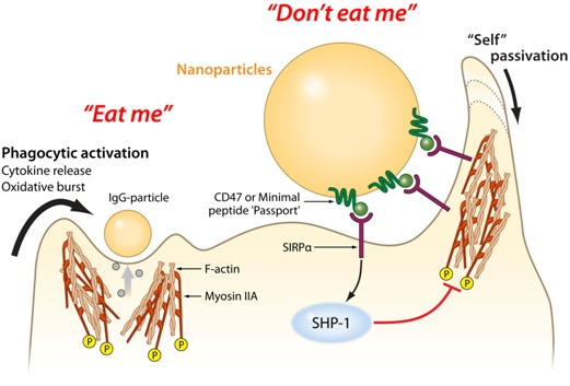 Пептидный паспорт, прикрепленный к наночастицам, говорит клеткам иммунной системы макрофагам: «Не ешьте меня!»