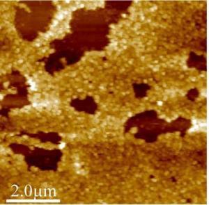 Пластмассовые антитела, такие как этот кластер частиц, видимый в мощный микроскоп, могут бороться с широким спектром человеческих заболеваний, включая вирусные инфекции и аллергию.