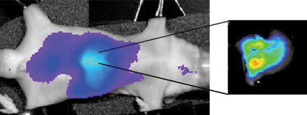 Селективное связывание токсина. Флуоресцентная визуализация биораспределения мелиттина и антимелиттиновых наночастиц в организме мыши. Комплекс накапливается в печени. Фиолетовый представляет самый низкий уровень накопления, красный – самый высокий.