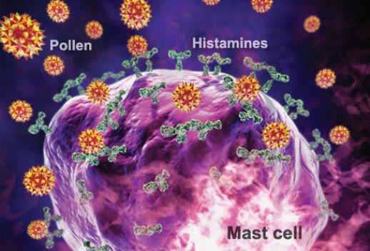 Тучная клетка (лаброцит, мастоцит, тканевой базофил), секретирующая гистамин в ответ на пыльцу.