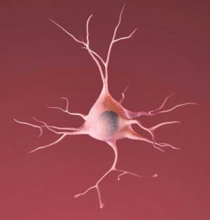 Иллюстрация здорового нейрона. Факты свидетельствуют о том, что при таких нейродегенеративных заболеваниях как болезнь Паркинсона, болезнь Альцгеймера, Хантингтона и боковой амиотрофический склероз, важную роль в гибели нейронов играет митохондриальная дисфункция. Ученые Научного центра здоровья Техасского университета в Сан-Антонио установили защитный механизм нейронов, находящихся в состоянии митохондриального стресса.