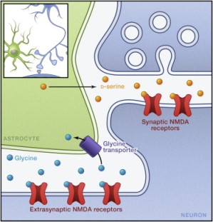 Синаптические и внесинаптические NMDA-рецепторы используют разные коагонисты. NMDA-рецепторы занимают уникальное место среди рецепторов нейротрансмиттеров, так как их активация требует связывания как с глутаматом, так и с коагонистом. Первоначально этим коагонистом считался глицин, хотя в последнее десятилетие стало ясно, что, во многих областях мозга, синаптические NMDA-рецепторы в качестве коагониста используют D-серин, высвобождаемый синапс-обволакивающими астроцитами. NMDA-рецепторы находятся и на внесинаптических мембранах, хотя физиологическая роль этих рецепторов пока почти непонятна. Как было показано в последние годы, основным коагонистом у внесинаптических NMDA-рецепторов является глицин, преимущественно выводимый из синапсов перисинаптическими переносчиками глицина.