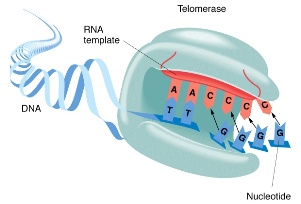 Фермент теломераза катализирует удлинение теломер половых, стволовых и раковых клеток