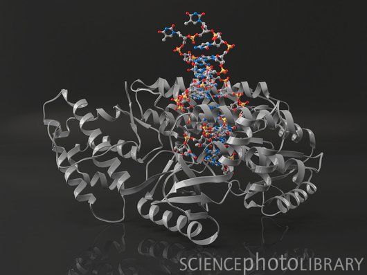 Модель молекулы теломеразы (серая), связанной с ее РНК и теломерной ДНК (цветная).  Теломераза добавляет повторяющиеся последовательности ДНК к теломерам на концах хромосом. При каждом копировании хромосомы некоторая часть ее теломер теряется и должна быть восстановлена. Теломераза – обратная транскриптаза, несущая свою собственную молекулу РНК.
