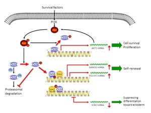 Сигналинг серин/треонин-специфической протеинкиназы Akt играет важнейшую роль в самообновлении эмбриональных стволовых клеток и их злокачественных аналогов – эмбриональных клеток карциномы.