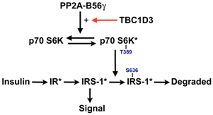 Профессор Шталь и его группа считают, что белок TBC1D3 подавляет деградацию субстрата-1 рецептора инсулина  (IRS-1, insulin receptor substrate-1), регулируя фосфорилирование S6K у T389. В этой модели mTOR фосфорилирует S6K в ответ на инсулин. TBC1D3 взаимодействует напрямую или не напрямую с субъединицей B56γ белковой фосфатазы PP2A, усиливая  дефосфорилирование S6K:T389 и снижая тем самым S6K-зависимое  фосфорилирование IRS-1 у ключевых сайтов, необходимых для убиквитинирования и деградации IRS-1.