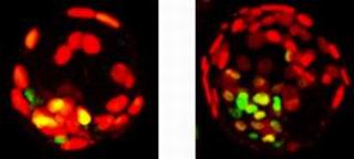 Два мышиных эмбриона на стадии бластоцисты. Слева – контрольный эмбрион, справа – с одной из двух клеток, лишенной белка Tet1 на стадии двух клеток.