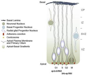 Белок DOCK7 регулирует миграцию клеток радиальной глии (RGCs)  от базальной к апикальной поверхности вентрикулярной зоны (VZ) в  развивающейся коре головного мозга мыши. На нижней (апикальной)  поверхности VZ доминируют сигналы, направляющие RGCs к пролиферации, то  есть к воспроизводству новых клеток радиальной глии. На верхней  (базальной) поверхности VZ доминирующие сигналы заставляют RGCs  дифференцироваться в новые промежуточные предшественники или нейроны.