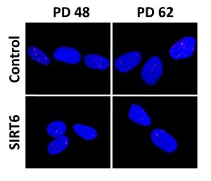 Клетки, экспрессирующие белок SIRT6, накапливают меньше повреждений ДНК (участки красного цвета). Клетки в колонке PD 48 моложе, чем в колонке PD 62.