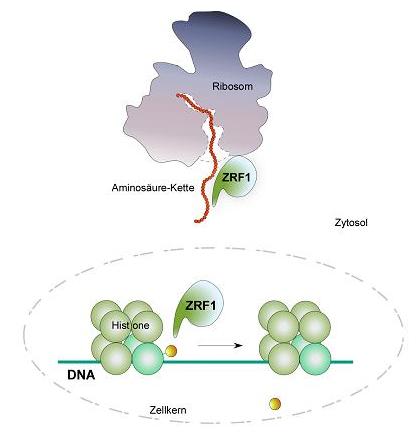 Шаперон ZRF1  помогает рибосоме регулировать синтез белка. Новое исследование  показывает, что он принимает участие и в регуляции трансляции сегментов  ДНК в транскрипты в ядре клетки.