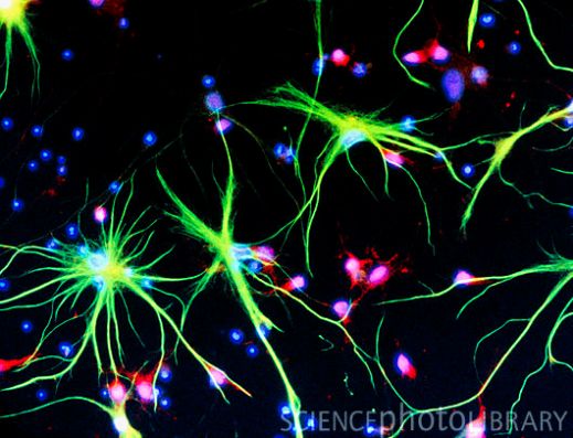 Иммунофлуоресцентная световая микрофотография нейронов и астроцитов в спинном мозге млекопитающих. Нейроны окрашены красным: тела клеток розовые, передающие импульсы нервные волокна едва заметны. На переднем плане – астроциты (зеленые), имеющие форму звезд клетки соединительной ткани, обеспечивающие структурную поддержку и питание нейронов. Предположительно, астроциты участвуют в хранении информации. Голубые точки – ядра других поддерживающих клеток.