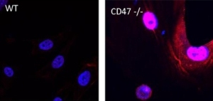 Усиленная пролиферация и снижение скорости старения CD47-нулевых мышиных эндотелиальных клеток связаны с повышенной экспрессией с-Мус. На снимке экспрессия с-Мус (окрашен красным) в WT и CD47−/− эндотелиальных клетках. Синим окрашены ядра.