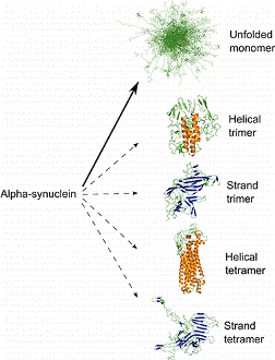 Различные конформационные состояния белка альфа-синуклеина, предсказанные моделью доктора Штульца.