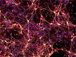 Нейроны, полученные из химически индуцированных нейральных стволовых клеток.