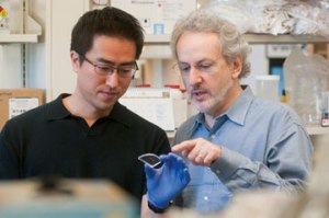 Дэн Ху (Dan Huh) и Дональд Ингбер  (Donald Ingber) использовали легкое на чипе для демонстрации того, что дыхание усиливает поглощение наночастиц.