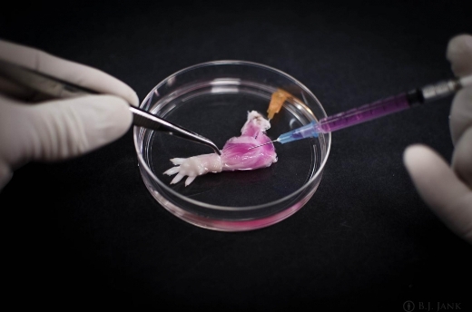 Введение суспензии мышечных клеток-предшественников в бесклеточный матрикс децеллюляризированной конечности крысы обеспечивает форму и структуру, на которой могут расти новые ткани.