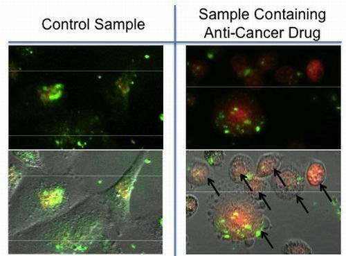 Изображение  наночастиц (зеленые), поглощенных клетками рака молочной железы. На  контрольном образце (слева)  магнитное поле не включено. На образце,  подвергнутом воздействию магнитного поля (справа), антиканцерогенный  препарат доксорубицин (красный) выделяется прямо в клетки, убивая их.