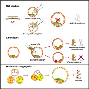 Тотипотентные клетки ранних эмбрионов являются прогениторами всех стволовых клеток и могут развиваться в целый организм, в том числе в экстраэмбриональные ткани, такие как плацента. Плюрипотентные клетки внутренней клеточной массы (inner cell mass, ICM) являются потомками тотипотентных клеток и могут дифференцироваться в любой тип клеток организма, кроме экстраэмбриональных тканей. Способность к реинтродукции в эмбрион организма-реципиента является ключевой особенностью мышиных тотипотентных и плюрипотентных клеток, дающей возможность получать химерных животных. Эмбриональные стволовые клетки макак-резусов и изолированные ICMs не в состоянии инкорпорироваться в эмбрионы организма-реципиента и развиться в химеры. Тем не менее, химерное потомство можно получить путем агрегации тотипотентных клеток эмбрионов, состоящих из четырех клеток. Эти результаты дают представление о видовой специфике эмбрионов приматов и предполагают, что получение химер с помощью плюрипотентных клеток, вероятно, невозможно.