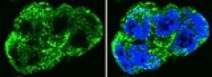 Некаталитическая субъединица комплекса декапирования мРНК (зеленая) присутствует как в цитоплазме, так и в ядре (на снимке справа колокализована с хроматином – синий) эмбриональных стволовых клеток.