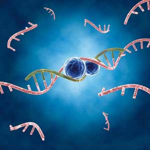 Ученые считают, что почти третья часть генов в клетках млекопитающих регулируется микроРНК.