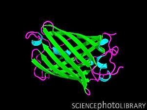 Компьютерная модель вторичной структуры зеленого флуоресцентного  белка (GFP)
