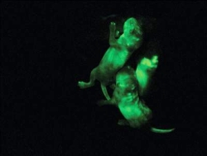 Мыши с флуореcцентными зелеными клетками, полученными из гаплоидных эмбриональных стволовых клеток.